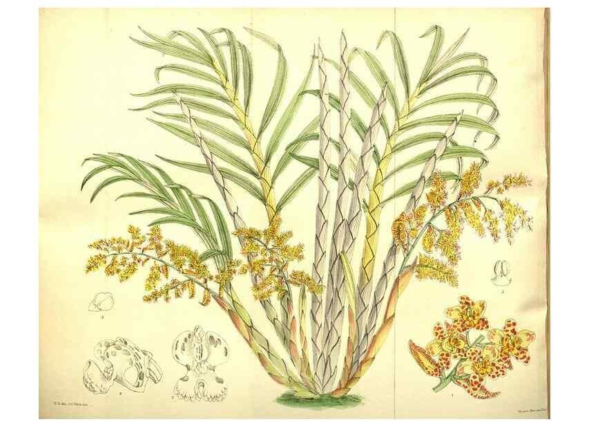 Reproducción/Reproduction 35133467144: Curtis's botanical magazine.. London ; New York [etc.] :Academic Press [etc.]