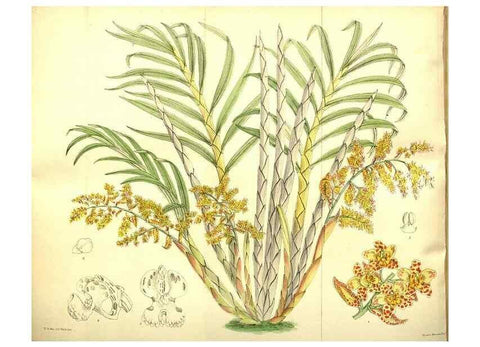 Reproducción/Reproduction 35133467144: Curtis's botanical magazine.. London ; New York [etc.] :Academic Press [etc.]