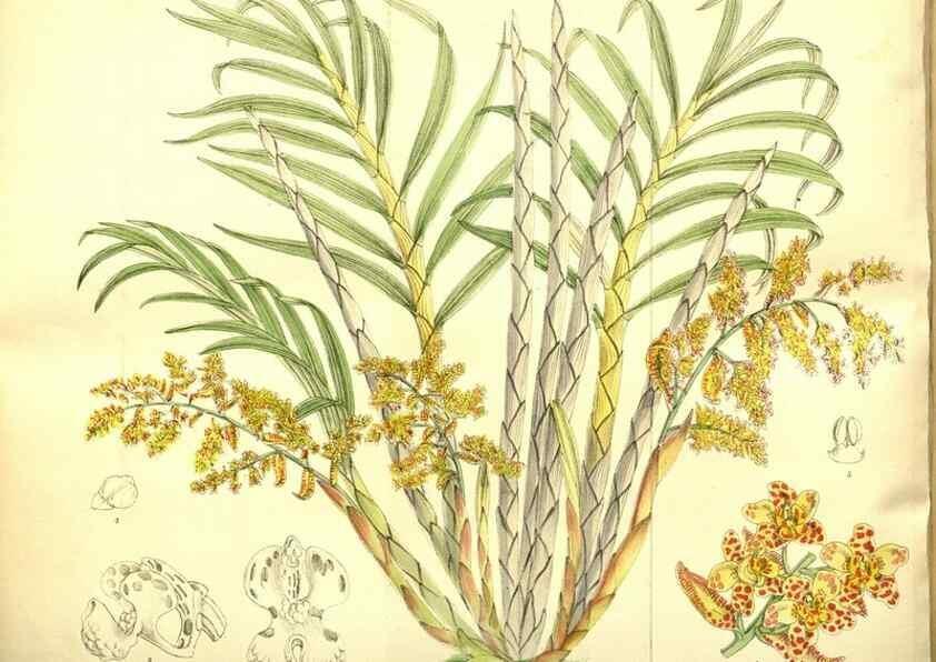 Reproducción/Reproduction 35133467144: Curtis's botanical magazine.. London ; New York [etc.] :Academic Press [etc.]
