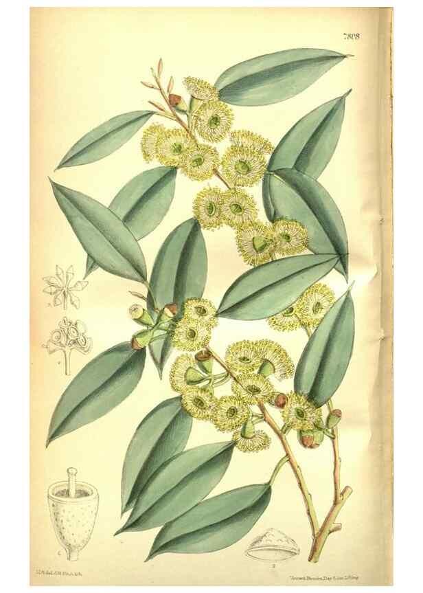 Reproducción/Reproduction 35133470034: Curtis's botanical magazine.. London ; New York [etc.] :Academic Press [etc.]