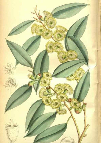 Reproducción/Reproduction 35133470034: Curtis's botanical magazine.. London ; New York [etc.] :Academic Press [etc.]