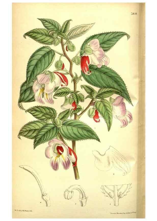 Reproducción/Reproduction 35133472554: Curtis's botanical magazine.. London ; New York [etc.] :Academic Press [etc.]