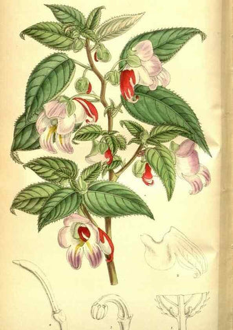 Reproducción/Reproduction 35133472554: Curtis's botanical magazine.. London ; New York [etc.] :Academic Press [etc.]
