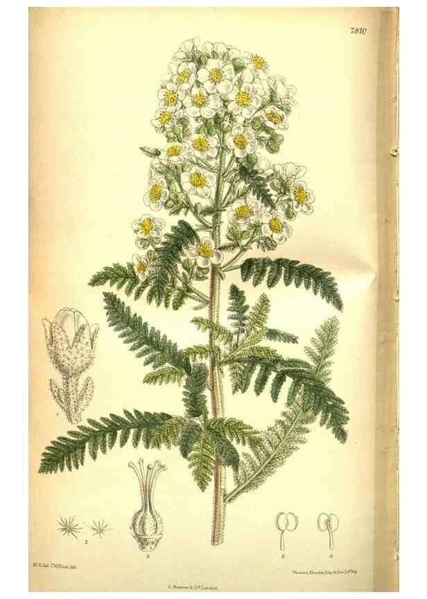 Reproducción/Reproduction 35133474774: Curtis's botanical magazine.. London ; New York [etc.] :Academic Press [etc.]