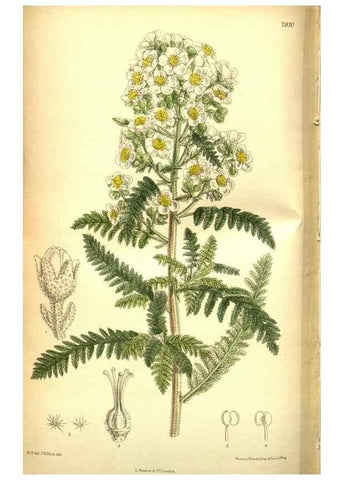 Reproducción/Reproduction 35133474774: Curtis's botanical magazine.. London ; New York [etc.] :Academic Press [etc.]