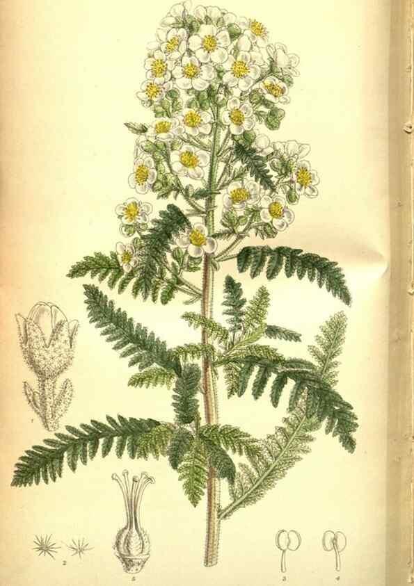 Reproducción/Reproduction 35133474774: Curtis's botanical magazine.. London ; New York [etc.] :Academic Press [etc.]