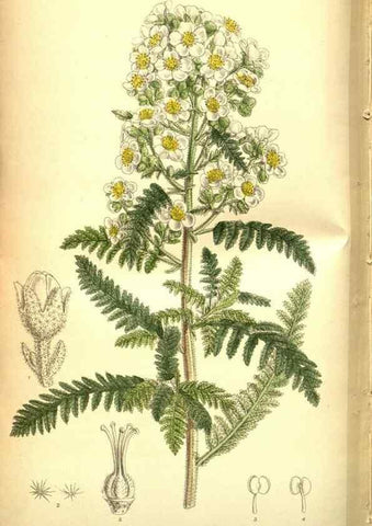 Reproducción/Reproduction 35133474774: Curtis's botanical magazine.. London ; New York [etc.] :Academic Press [etc.]