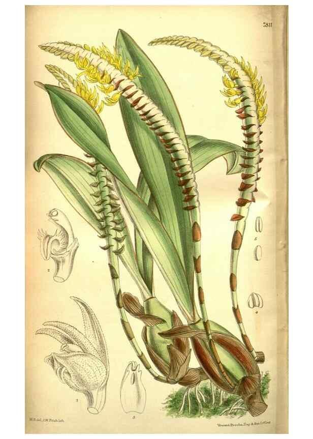 Reproducción/Reproduction 35133476794: Curtis's botanical magazine.. London ; New York [etc.] :Academic Press [etc.]