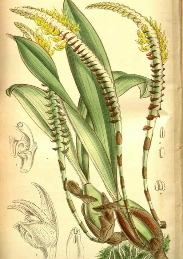 Reproducción/Reproduction 35133476794: Curtis's botanical magazine.. London ; New York [etc.] :Academic Press [etc.]
