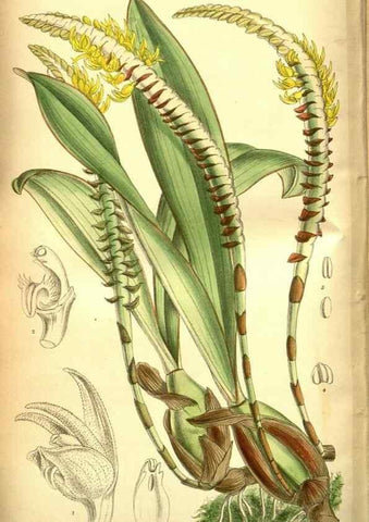 Reproducción/Reproduction 35133476794: Curtis's botanical magazine.. London ; New York [etc.] :Academic Press [etc.]