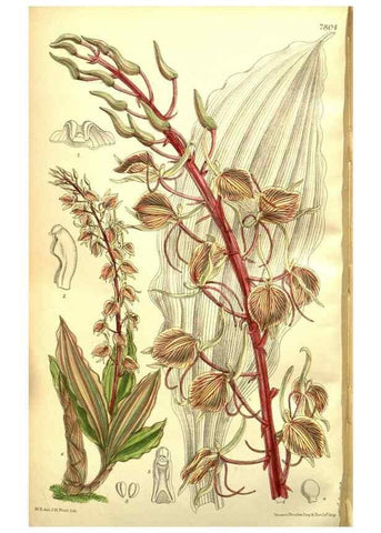 Reproducción/Reproduction 35133457784: Curtis's botanical magazine.. London ; New York [etc.] :Academic Press [etc.]