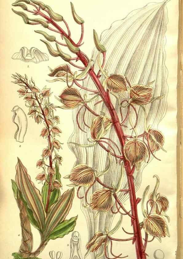 Reproducción/Reproduction 35133457784: Curtis's botanical magazine.. London ; New York [etc.] :Academic Press [etc.]