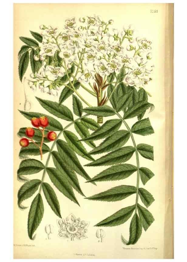 Reproducción/Reproduction 35133370674: Curtis's botanical magazine.. London ; New York [etc.] :Academic Press [etc.]