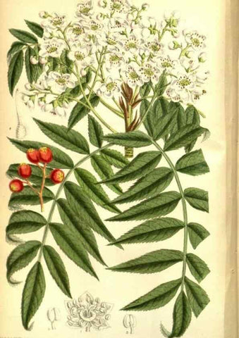 Reproducción/Reproduction 35133370674: Curtis's botanical magazine.. London ; New York [etc.] :Academic Press [etc.]