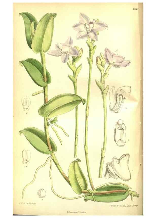 Reproducción/Reproduction 35584292220: Curtis's botanical magazine.. London ; New York [etc.] :Academic Press [etc.]