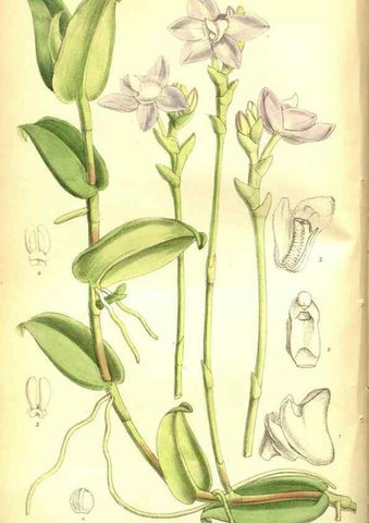Reproducción/Reproduction 35584292220: Curtis's botanical magazine.. London ; New York [etc.] :Academic Press [etc.]