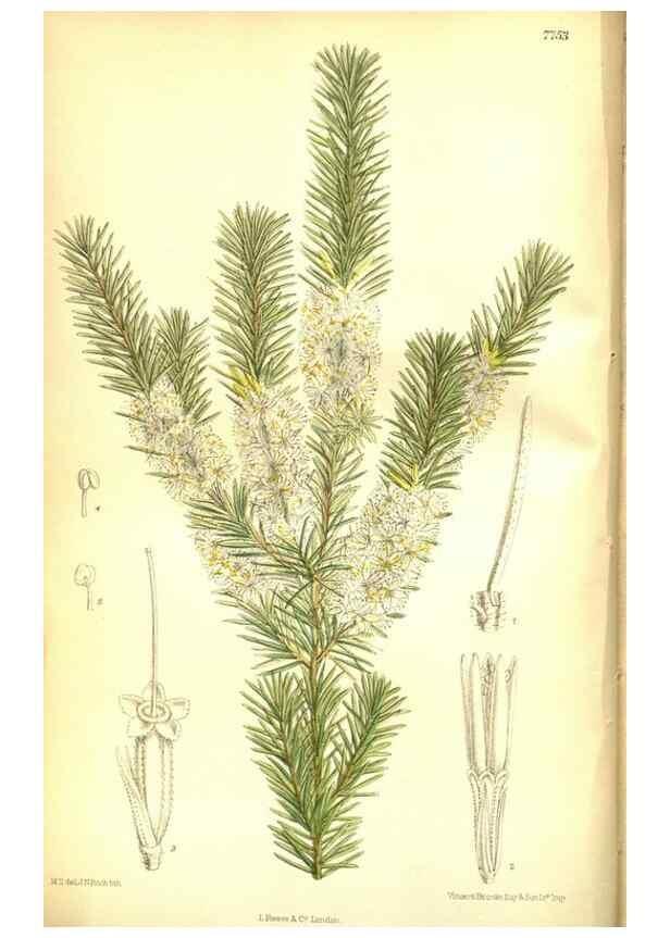 Reproducción/Reproduction 35133363404: Curtis's botanical magazine.. London ; New York [etc.] :Academic Press [etc.]