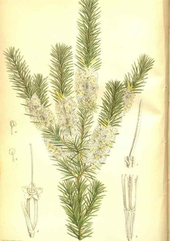 Reproducción/Reproduction 35133363404: Curtis's botanical magazine.. London ; New York [etc.] :Academic Press [etc.]