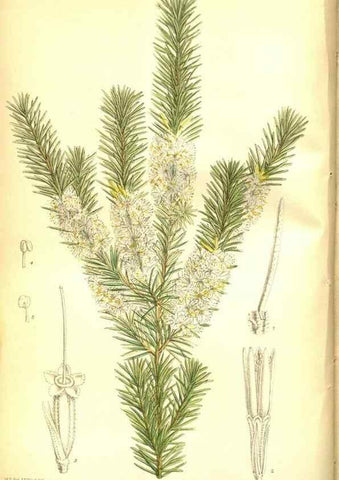 Reproducción/Reproduction 35133363404: Curtis's botanical magazine.. London ; New York [etc.] :Academic Press [etc.]