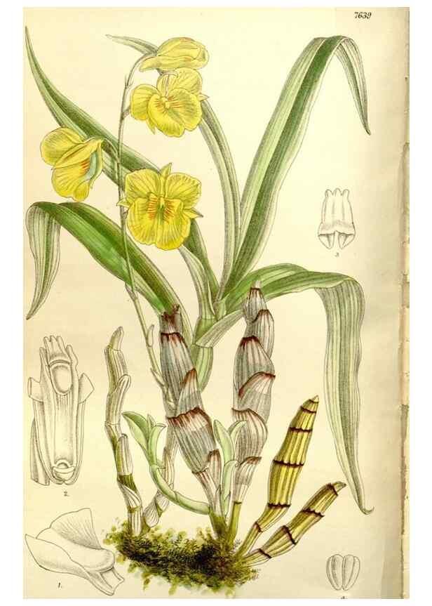 Reproducción/Reproduction 35931459856: Curtis's botanical magazine.. London ; New York [etc.] :Academic Press [etc.]