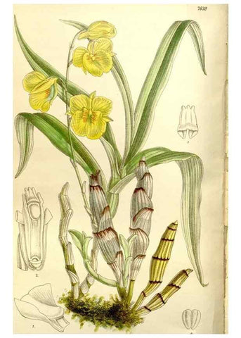 Reproducción/Reproduction 35931459856: Curtis's botanical magazine.. London ; New York [etc.] :Academic Press [etc.]