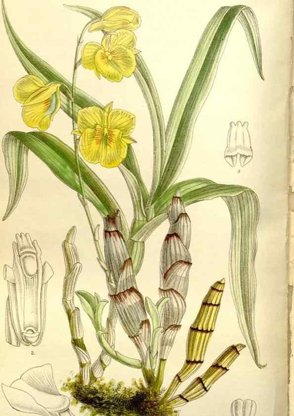 Reproducción/Reproduction 35931459856: Curtis's botanical magazine.. London ; New York [etc.] :Academic Press [etc.]