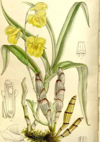 Reproducción/Reproduction 35931459856: Curtis's botanical magazine.. London ; New York [etc.] :Academic Press [etc.]