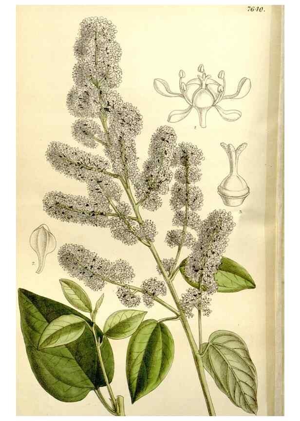 Reproducción/Reproduction 35931461646: Curtis's botanical magazine.. London ; New York [etc.] :Academic Press [etc.]