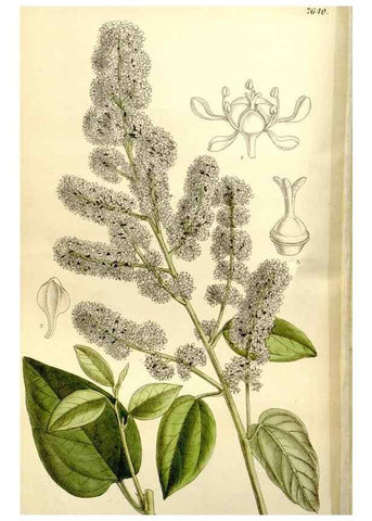 Reproducción/Reproduction 35931461646: Curtis's botanical magazine.. London ; New York [etc.] :Academic Press [etc.]