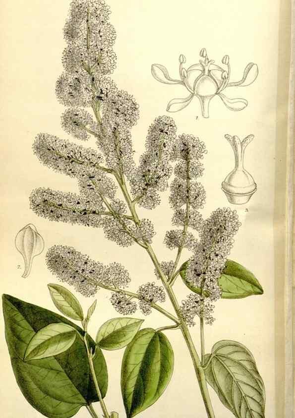 Reproducción/Reproduction 35931461646: Curtis's botanical magazine.. London ; New York [etc.] :Academic Press [etc.]