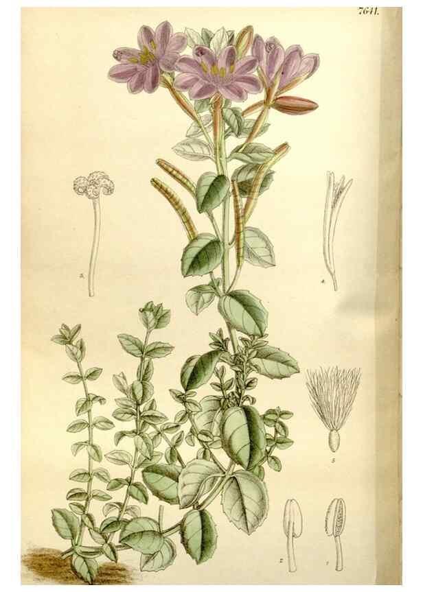 Reproducción/Reproduction 35931463646: Curtis's botanical magazine.. London ; New York [etc.] :Academic Press [etc.]