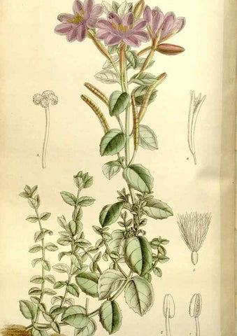 Reproducción/Reproduction 35931463646: Curtis's botanical magazine.. London ; New York [etc.] :Academic Press [etc.]