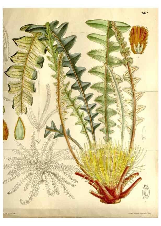 Reproducción/Reproduction 35931465496: Curtis's botanical magazine.. London ; New York [etc.] :Academic Press [etc.]