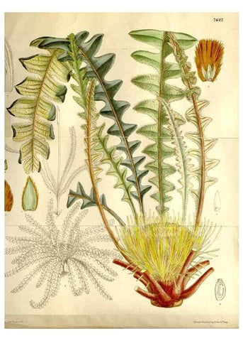 Reproducción/Reproduction 35931465496: Curtis's botanical magazine.. London ; New York [etc.] :Academic Press [etc.]