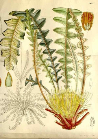 Reproducción/Reproduction 35931465496: Curtis's botanical magazine.. London ; New York [etc.] :Academic Press [etc.]