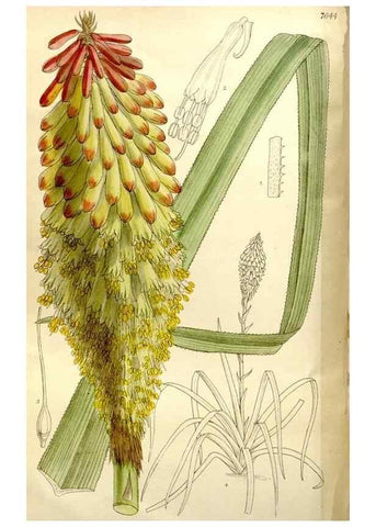 Reproducción/Reproduction 35162887453: Curtis's botanical magazine.. London ; New York [etc.] :Academic Press [etc.]