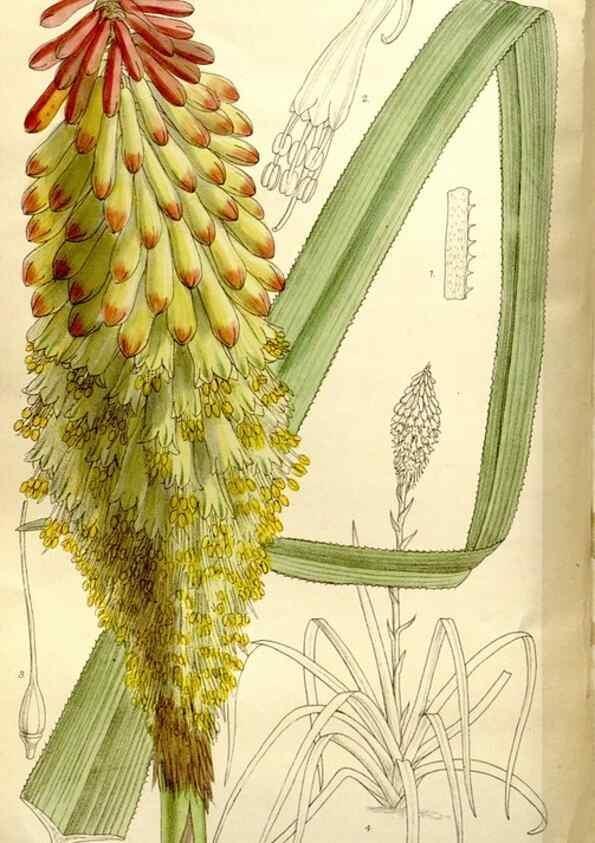 Reproducción/Reproduction 35162887453: Curtis's botanical magazine.. London ; New York [etc.] :Academic Press [etc.]