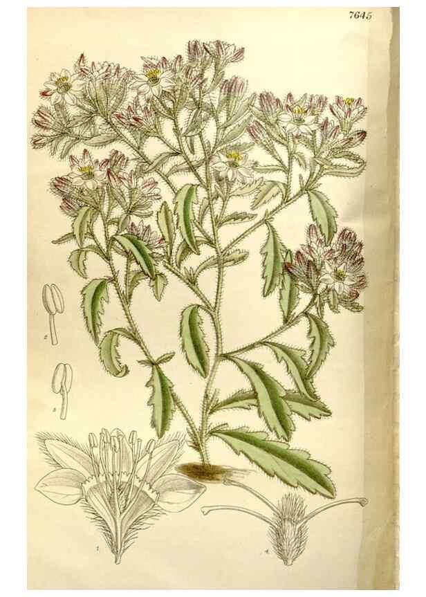 Reproducción/Reproduction 35162890953: Curtis's botanical magazine.. London ; New York [etc.] :Academic Press [etc.]