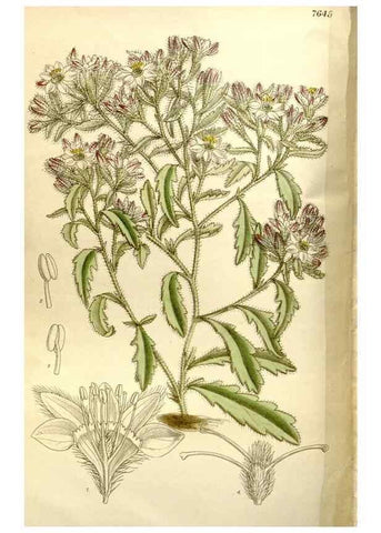 Reproducción/Reproduction 35162890953: Curtis's botanical magazine.. London ; New York [etc.] :Academic Press [etc.]