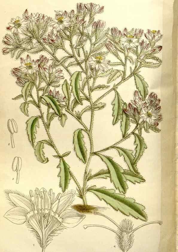 Reproducción/Reproduction 35162890953: Curtis's botanical magazine.. London ; New York [etc.] :Academic Press [etc.]