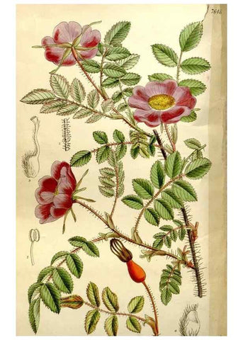 Reproducción/Reproduction 35583922070: Curtis's botanical magazine.. London ; New York [etc.] :Academic Press [etc.]