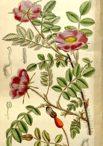 Reproducción/Reproduction 35583922070: Curtis's botanical magazine.. London ; New York [etc.] :Academic Press [etc.]