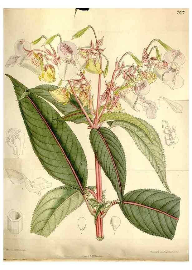 Reproducción/Reproduction 35583923990: Curtis's botanical magazine.. London ; New York [etc.] :Academic Press [etc.]