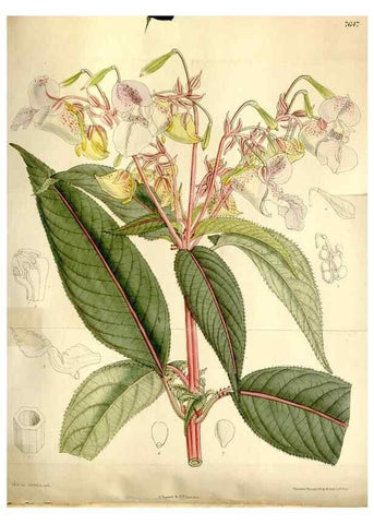 Reproducción/Reproduction 35583923990: Curtis's botanical magazine.. London ; New York [etc.] :Academic Press [etc.]