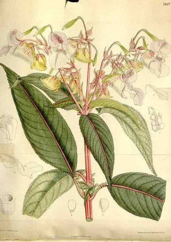 Reproducción/Reproduction 35583923990: Curtis's botanical magazine.. London ; New York [etc.] :Academic Press [etc.]
