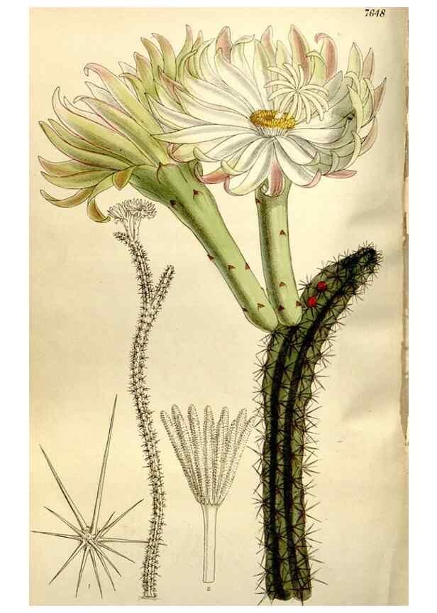 Reproducción/Reproduction 35583926050: Curtis's botanical magazine.. London ; New York [etc.] :Academic Press [etc.]