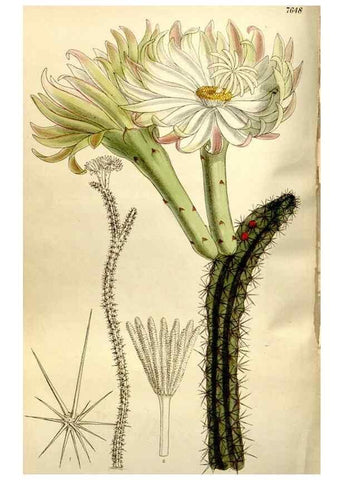 Reproducción/Reproduction 35583926050: Curtis's botanical magazine.. London ; New York [etc.] :Academic Press [etc.]