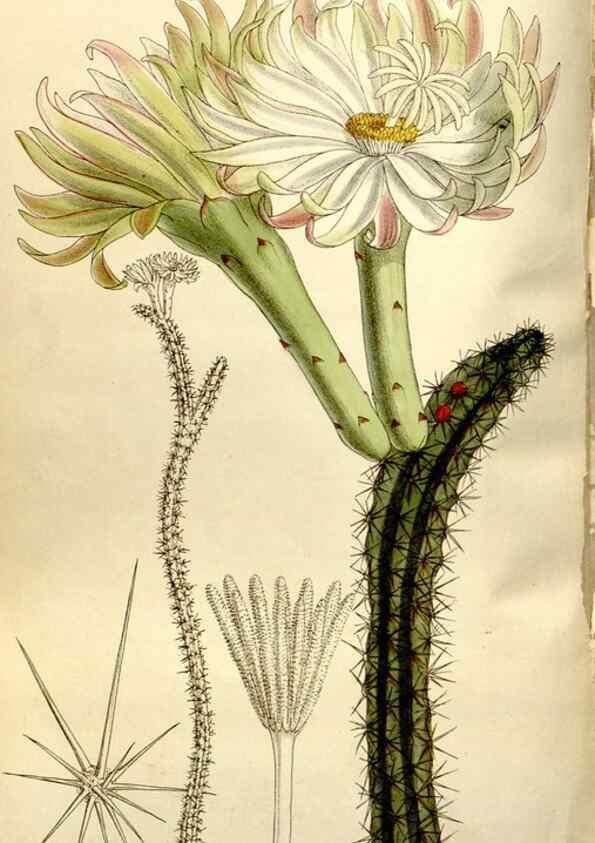 Reproducción/Reproduction 35583926050: Curtis's botanical magazine.. London ; New York [etc.] :Academic Press [etc.]