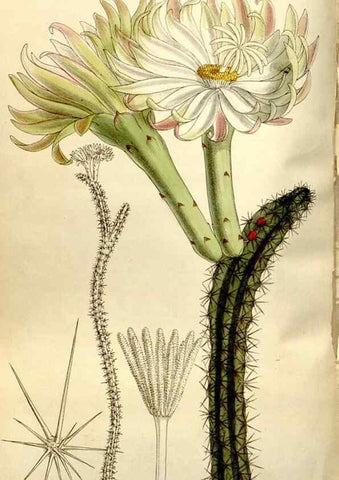 Reproducción/Reproduction 35583926050: Curtis's botanical magazine.. London ; New York [etc.] :Academic Press [etc.]