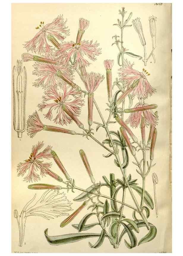 Reproducción/Reproduction 35583927890: Curtis's botanical magazine.. London ; New York [etc.] :Academic Press [etc.]